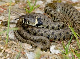 Șarpele de casă (Natrix natrix) - reptilă și simbol sacru, aducător de noroc