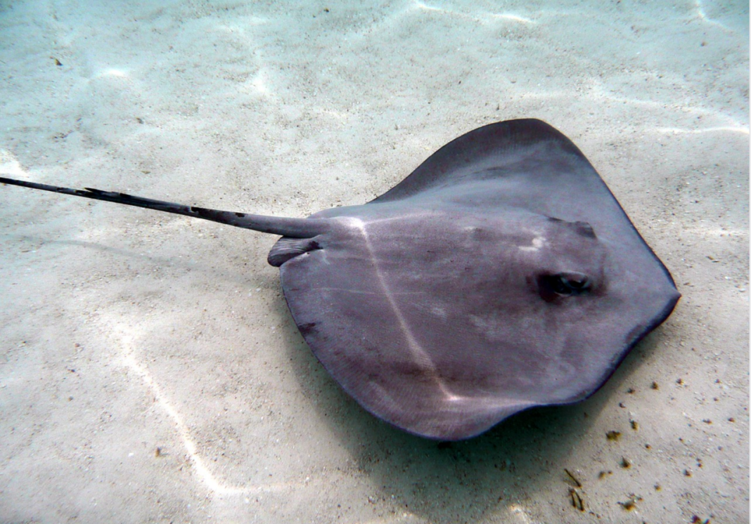 Cat de letală este o stingray? Află aici povestea lui Steve Irwin