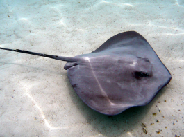 Cat de letală este o stingray? Află aici povestea lui Steve Irwin