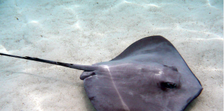 Cat de letală este o stingray? Află aici povestea lui Steve Irwin