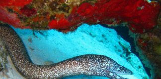 Anghila, un pește răpitor din ordinul Anguilliformes