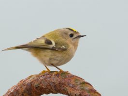 Ausel cu capul galben (Regulus regulus), cea mai mică pasăre din Europa