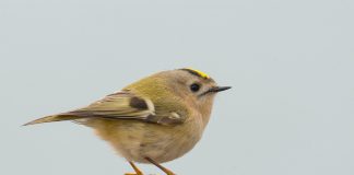 Ausel cu capul galben (Regulus regulus), cea mai mică pasăre din Europa