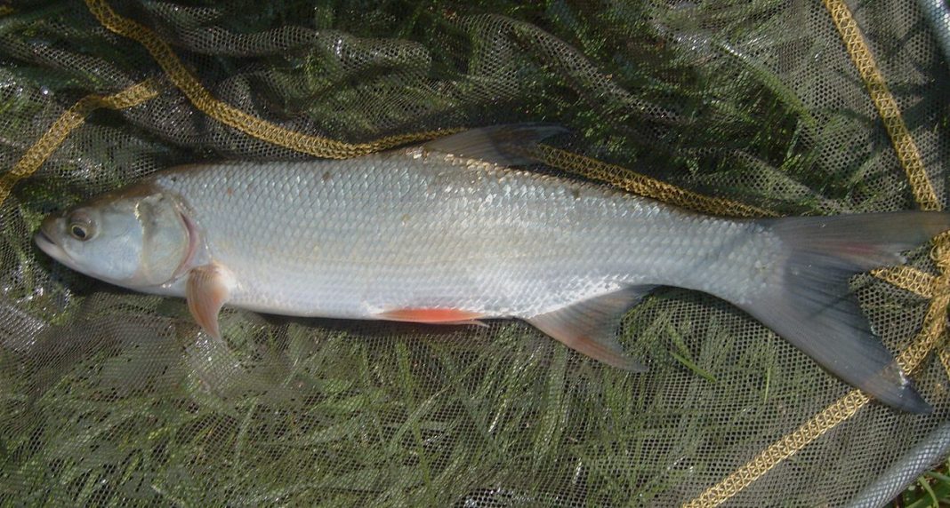 Avatul, pește răpitor de apă dulce numit și gonaciu