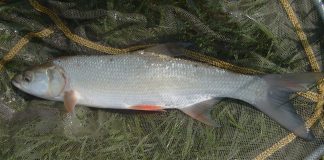 Avatul, pește răpitor de apă dulce numit și gonaciu