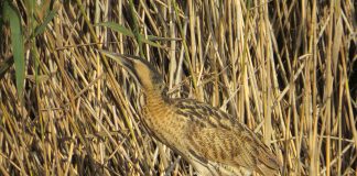 Buhaiul de baltă, poate fi auzit de la un kilometru distanță