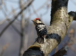 Ciocănitoarea pestriță mică (Dendrocopos minor) trăiește în pădurile de foioase din țara noastră