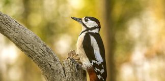Ciocănitoarea pestriță mare, considerată una din cele mai inteligente păsări