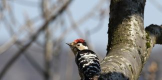 Ciocănitoarea pestriță mică (Dendrocopos minor) trăiește în pădurile de foioase din țara noastră