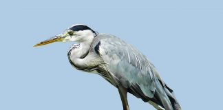 Cocorul, pasăre migatoare ce trăiește pe malurile apelor curgătoare