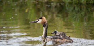 Cufundacul, o pasăre acvatică migratoare