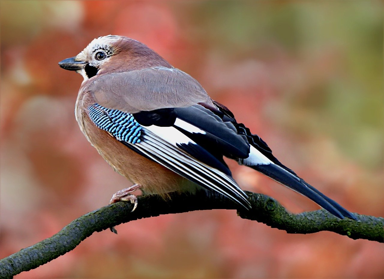 Garrulus glandarius