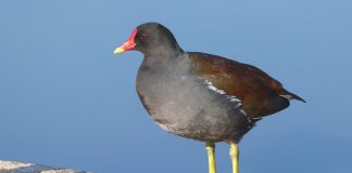 Găinușa de baltă, o pasăre migratoare ce preferă zonele umede