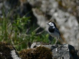 Pasărea Codabatura albă din familia Motacillidae (Motacilla alba)