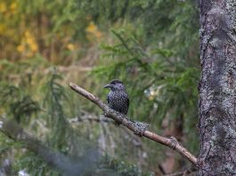 Pasărea alunarul sau gaița de munte, o specie cântătoare