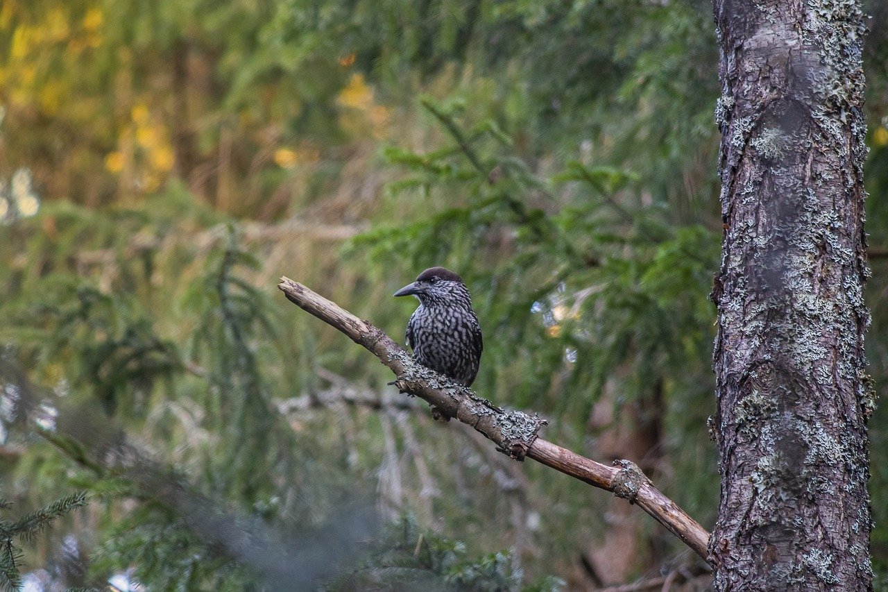 Pasărea alunarul sau gaița de munte, o specie cântătoare