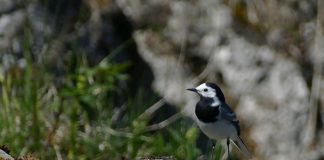 Pasărea Codabatura albă din familia Motacillidae (Motacilla alba)