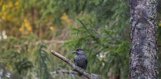 Pasărea alunarul sau gaița de munte, o specie cântătoare