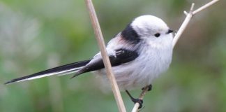 Pițigoiul codat, o pasăre cântătoare de talie mică