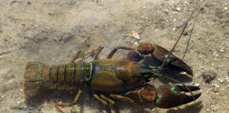 Racul de râu, homarul și langusta, descoperă totul despre această specie
