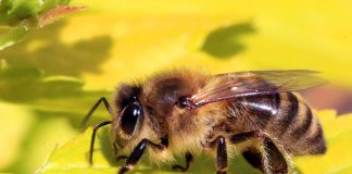 Remedii de casa pentru înțepături de albine și viespi