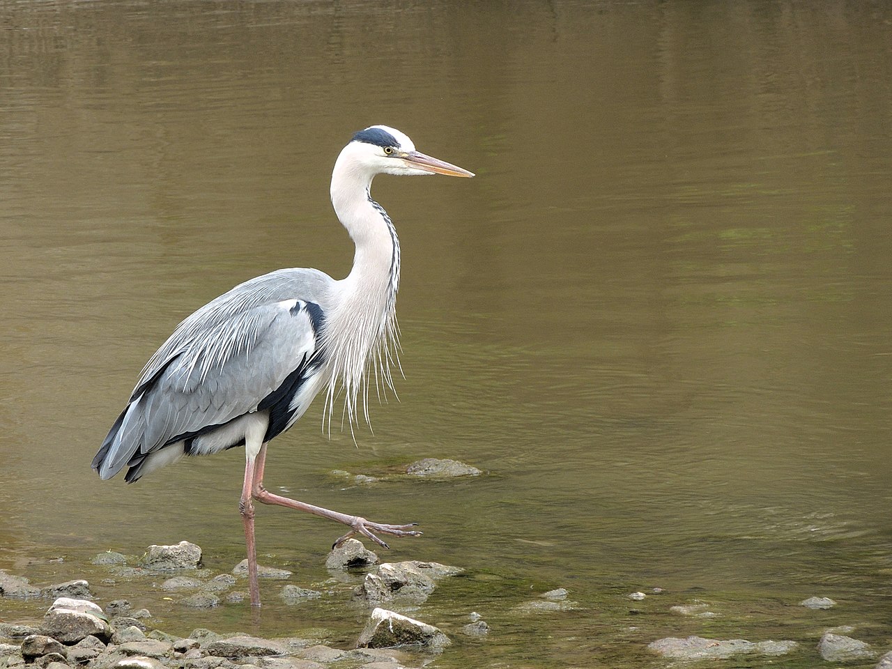 Starcul cenușiu (Ardea cinerea), populează toate continentele