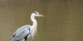 Starcul cenușiu (Ardea cinerea), populează toate continentele