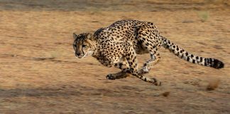 Top 10 cele mai rapide animale din lume, evzi care sunt acestea