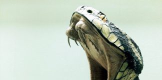 Tot ce trebuie să știți despre mușcăturile de șerpi