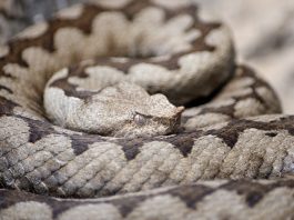 Vipera cu corn (Vipera Ammodytes) , o specie