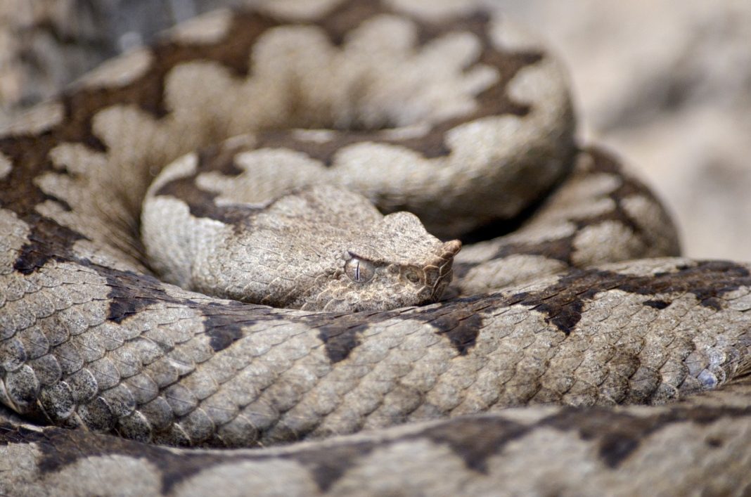 Vipera cu corn (Vipera Ammodytes) , o specie