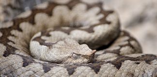 Vipera cu corn (Vipera Ammodytes) , o specie