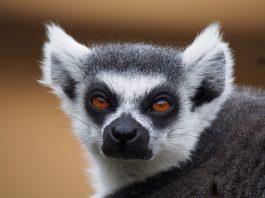 De ce putem vedea un lemur doar în Madagascar?