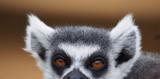 De ce putem vedea un lemur doar în Madagascar?