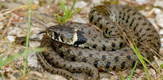 Șarpele de casă (Natrix natrix) - reptilă și simbol sacru, aducător de noroc