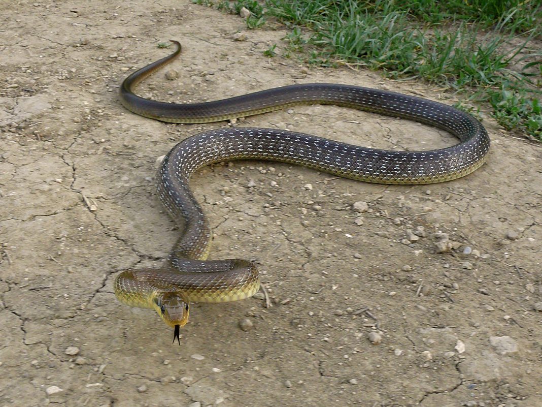 Șarpele lui Esculap (Elaphe longissima) din familia Colubridae