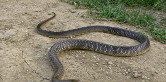 Șarpele lui Esculap (Elaphe longissima) din familia Colubridae