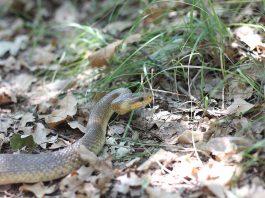 Șarpele rău (Dolichophis caspius), foarte agresiv