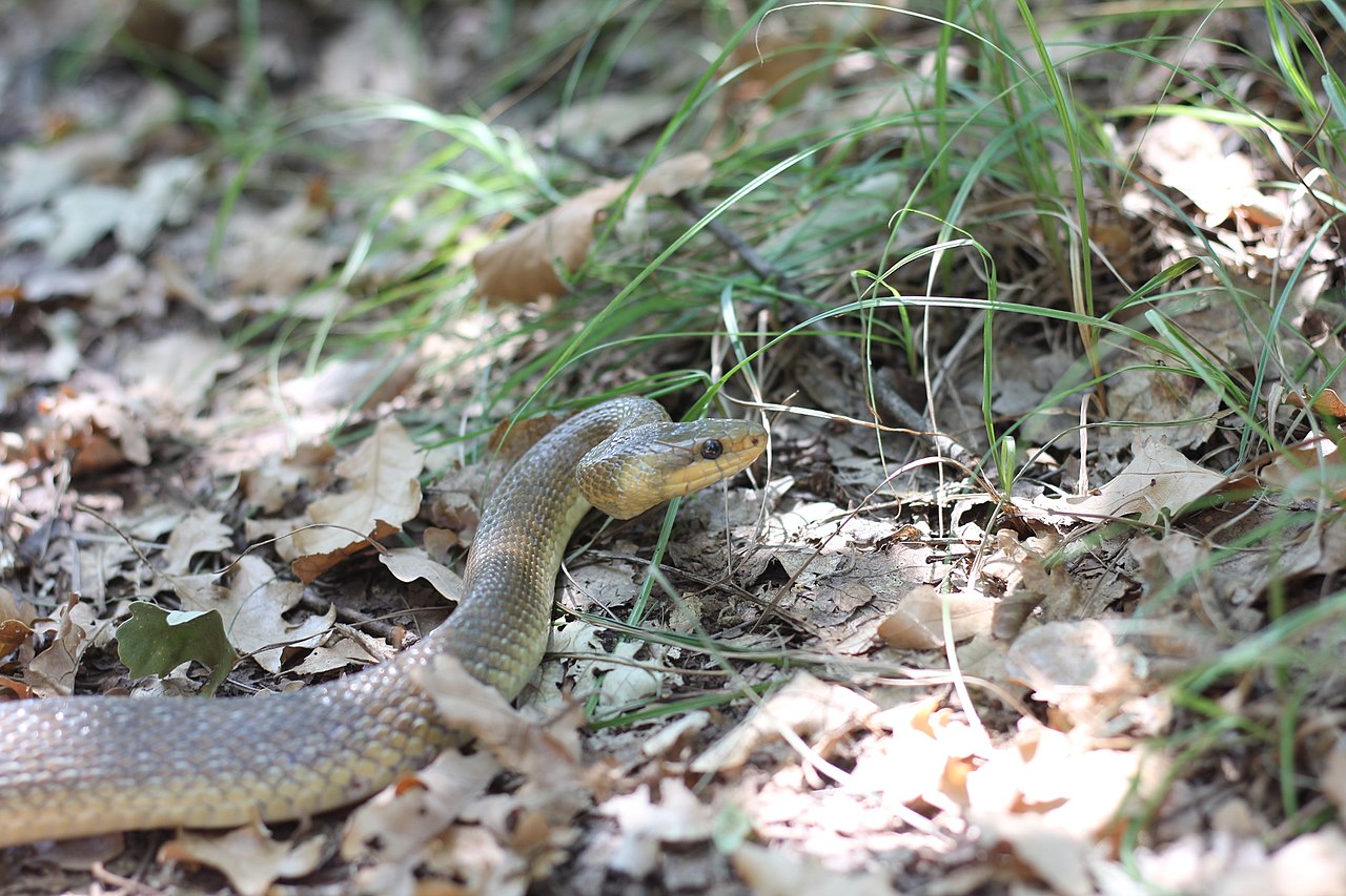 Șarpele rău (Dolichophis caspius), foarte agresiv