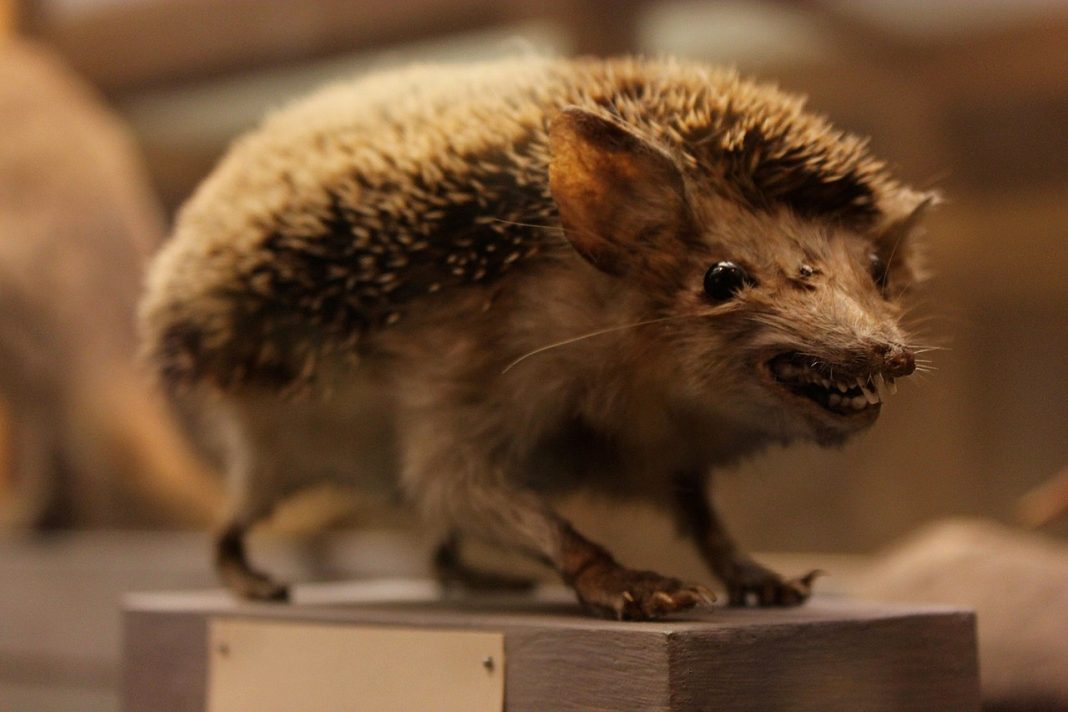 5 cele mai urâte animale sălbatice de pe glob 5 cele mai urâte animale sălbatice de pe glob