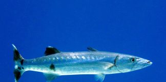 Baracuda (Sphyraena barracuda): întâlnire cu știuca de mare, răpitorul oceanic Baracuda, un pește răpitor care seamănă cu știuca