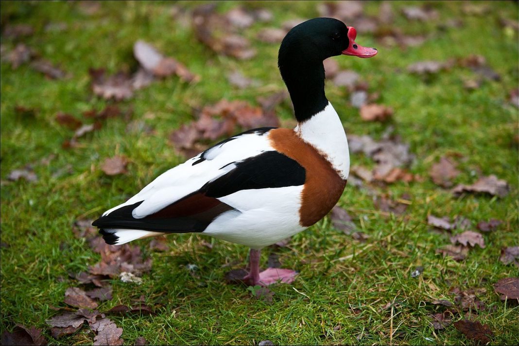 Califarul alb, o pasăre care clocește în regiunile de țărm