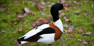 Califarul alb, o pasăre care clocește în regiunile de țărm