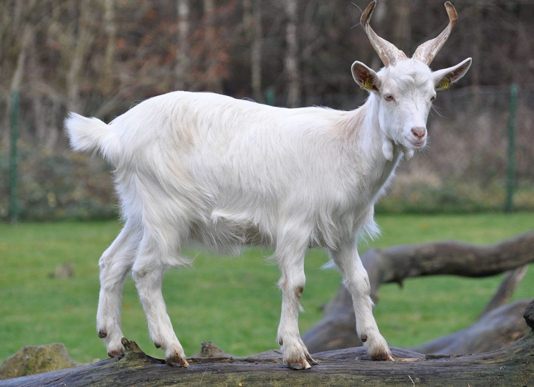 Capra bezoar (Capra hircus), vezi ce regiuni populează Capra bezoar (Capra hircus), vezi ce regiuni populează