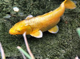 Carasul auriu, o specie originară din China