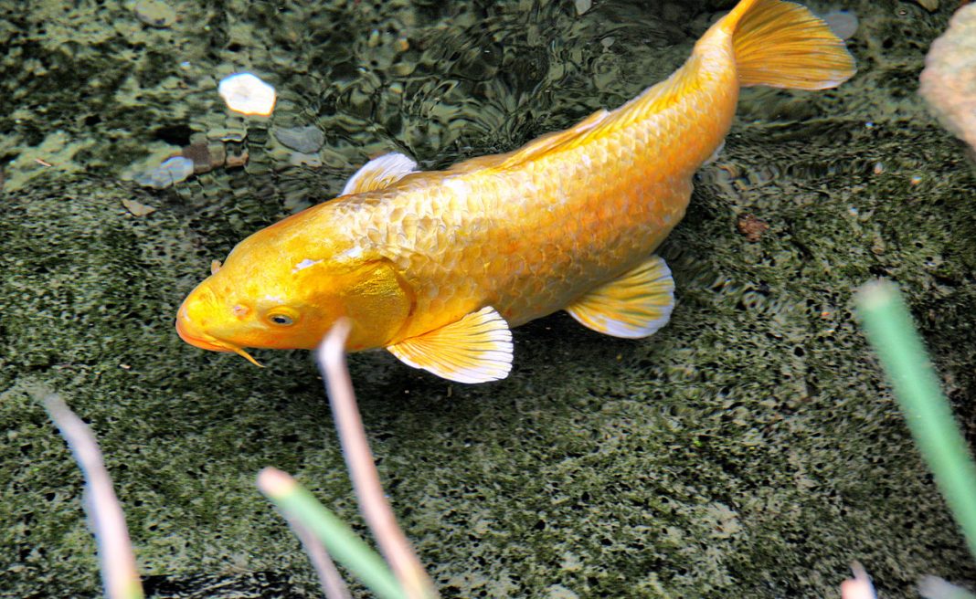 Carasul auriu, o specie originară din China