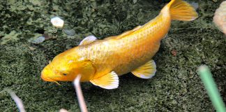 Carasul auriu, o specie originară din China