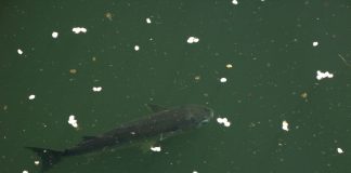 Chefalul, un pește marin din regiunile tropicale