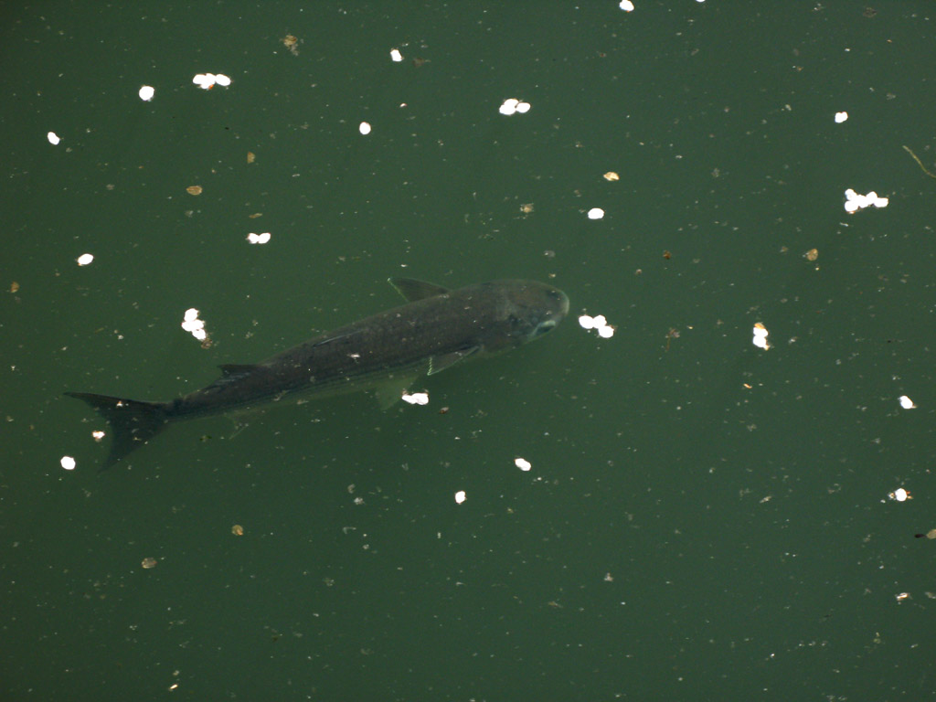 Chefalul, un pește marin din regiunile tropicale