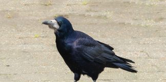 Cioara de semănătură (Corvus frugilegus): află mai multe despre pasărea comună în peisajul românesc